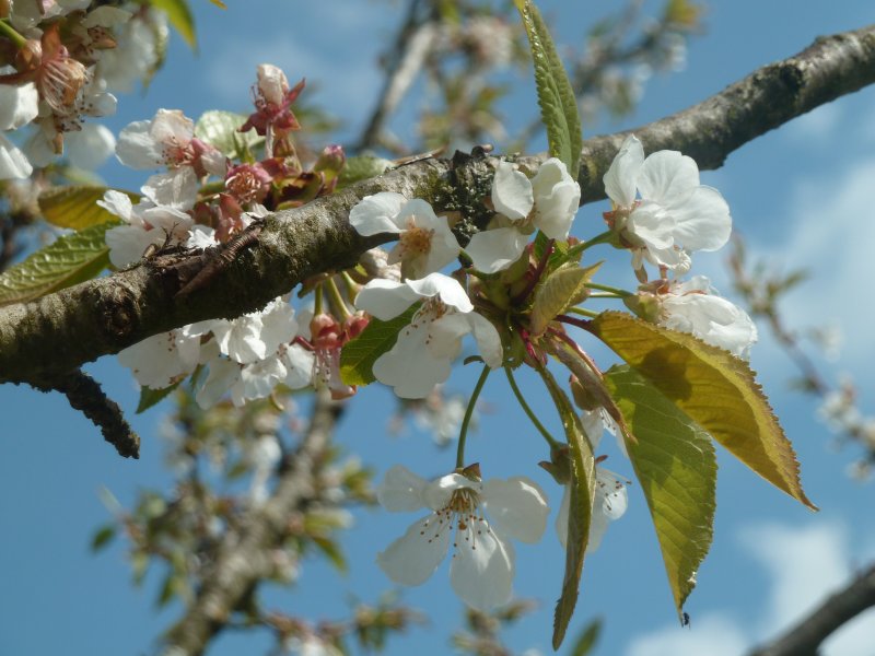 CERISIER EN FLEUR. GIOIA BORNE